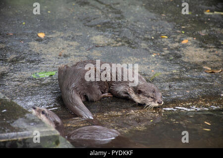 Otter schlafen auf dem Boden im Teich von Garten an öffentlichen Park in Bangkok, Thailand Stockfoto