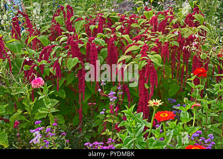 Detail einer Blume Grenze mit Amaranthus caudatus, Love Lies Bleeding und Zinnien Stockfoto