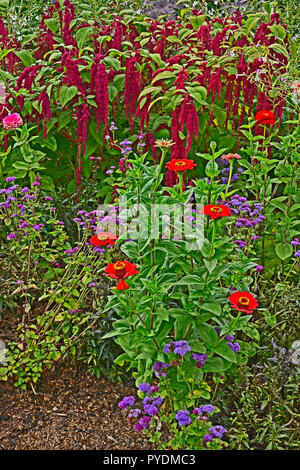 Detail einer Blume Grenze mit Amaranthus caudatus, Love Lies Bleeding und Zinnien Stockfoto