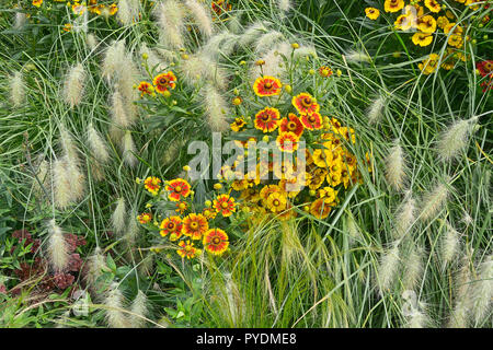 Bunte garten Blume Grenze mit Heleniums Waldraut und Dekorative Gräser Pennisetum villosum Stockfoto