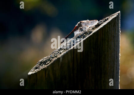 Dragonfly genießen die Sonne auf eine hölzerne Stange Stockfoto