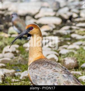 Bandurria Vogel am Nahuel Huapi See in San Carlos de Bariloche, Argentinien. Patagonien Stockfoto