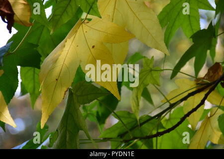 Autumn leaves Stockfoto
