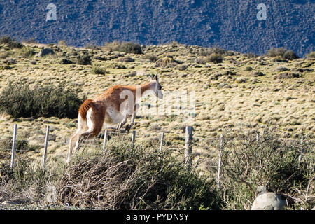 Guanaco springen ein Zaun im Torres del Paine Nationalpark, Südafrika Patagonien in Chile Stockfoto