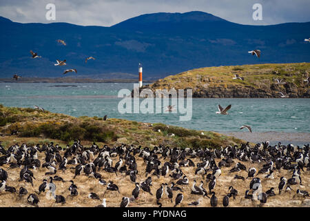 Imperial Kormoran in einer Insel der Beagle Kanal vor Ushuaia, das wilde Leben in der Argentinischen Küste Stockfoto