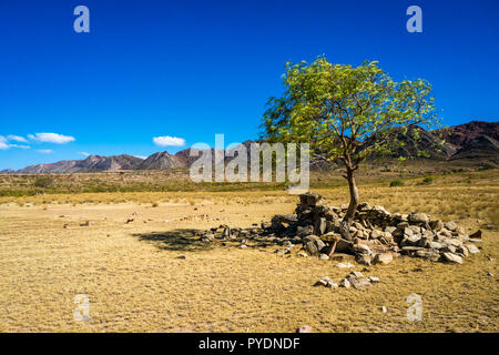 Einsamer Baum in Toro Toro Bolivien. Die Anden Stockfoto