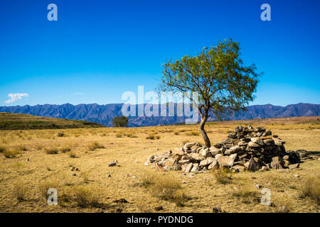 Einsamer Baum in Toro Toro Bolivien. Die Anden Stockfoto