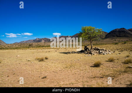 Einsamer Baum in Toro Toro Bolivien. Die Anden Stockfoto