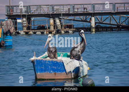 Pelikane in einem Boot in Arequipa, Peru. Kormorane in einem Boot Stockfoto