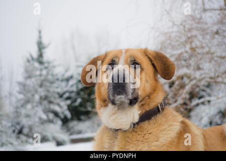 Spanische mastiff Gesicht in einem Snow Day, Hündin. Detail des Gesichts Stockfoto