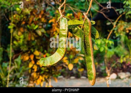 Tropischen Baum in Bolivien Villa Tunari. Früchte im Regenwald Stockfoto