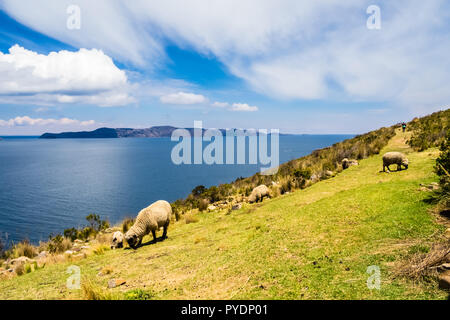 Blick auf die Sun Island vom Mond Insel im Titicaca See, Bolivien. Schafe fressen Gras Stockfoto