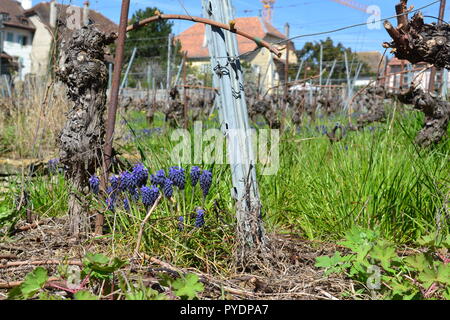 Hyazinthen in Cully, Waadt, Schweiz. Sie wachsen in den Weinbergen an den Südhängen des Genfer Sees um Epesses westlich von Vevey Stockfoto