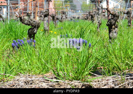 Hyazinthen in Cully, Waadt, Schweiz. Sie wachsen in den Weinbergen an den Südhängen des Genfer Sees um Epesses westlich von Vevey Stockfoto