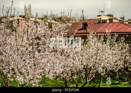 Blühende Aprikose Garten im Innenhof von einem Haus im Dorf in Armenien Stockfoto