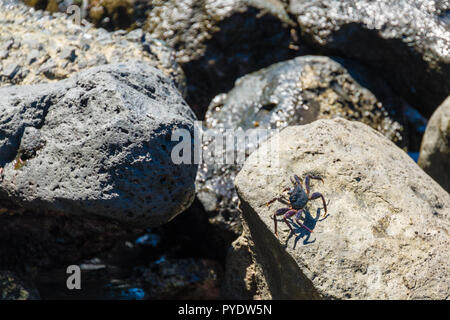 Hawaiian Schwarz Crab in Lahaina, Maui, Hawaii Stockfoto