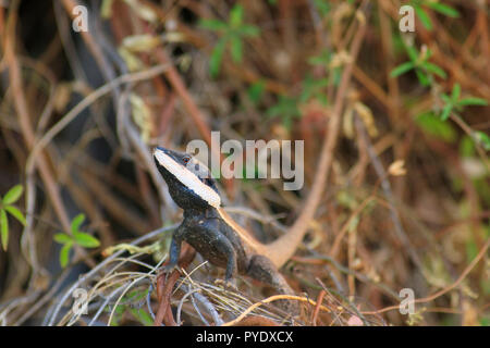 Spitzzange Drachen, Gowidon longirostris, Jagd auf der Bank der Burke River bei Boulia in westlichen Queensland. Stockfoto