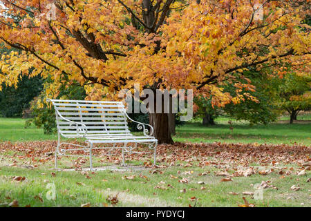 Garten Sitz vor einem Baum im Herbst an der RHS Wisley Gardens, Surrey, England Stockfoto
