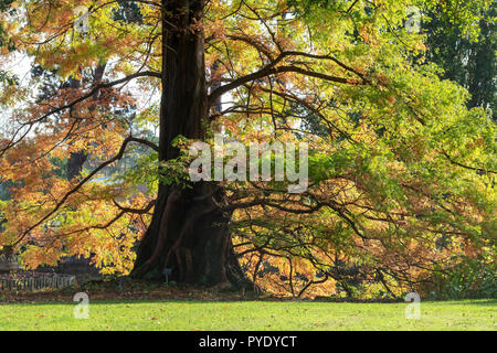 Metasequoia Glyptostroboides. Dawn Redwood-Baum im Herbst bei RHS Wisley Gardens, Surrey, England Stockfoto