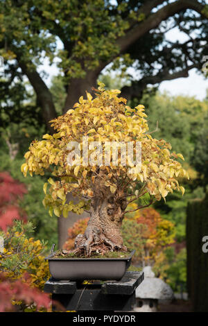 Morus nigra. Bonsai schwarze Maulbeerbaum mit Herbst foilage an RHS Wisley Gardens, Surrey, England Stockfoto