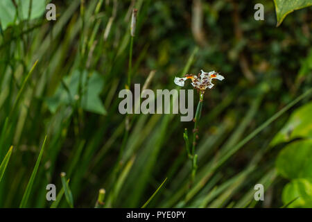 Ant Ameisen schneiden und Essen eine Blume Hintergrund verschwommen Natur. Stockfoto