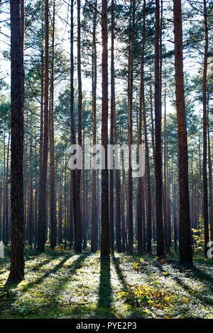 Forest in the beautiful autumn colors on a sunny day. Stockfoto