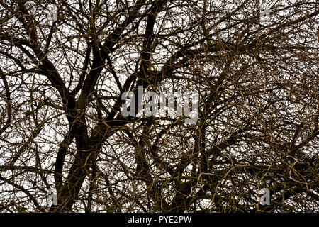 Äste ohne Blätter der alten Bäume im Frühjahr gegen einen bewölkten Himmel. Stockfoto