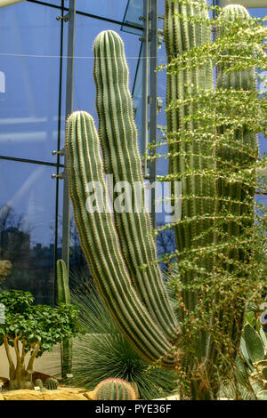 Mexikanische Riese Cardon, Krusbärskaktus (Pachycereus pringlei) Stockfoto