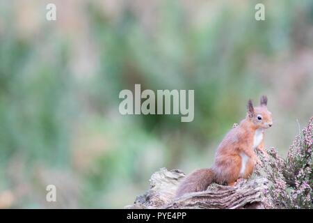 Red Squirrel, Sciurus vulgaris, Dumfries, Oktober Stockfoto