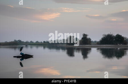 Sunraise im Al Qudra See finden, in der Nähe von Dubai Stockfoto