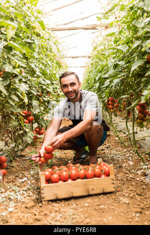 Freundlichen jungen gutaussehenden Mann Landwirt bei der Arbeit im Gewächshaus Stockfoto