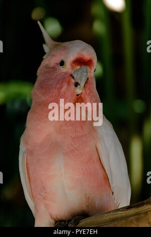 Major Mitchell cockatoo Papagei sitzen auf der Verzweigung vor grünen Palmen Stockfoto