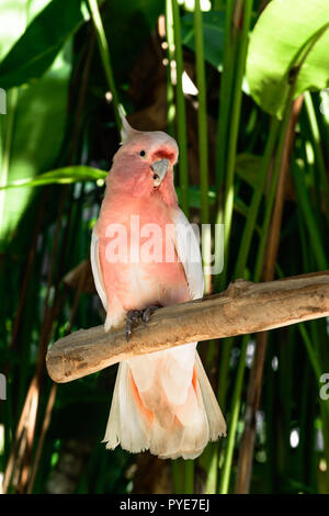 Major Mitchell cockatoo Papagei sitzen auf der Verzweigung vor grünen Palmen Stockfoto