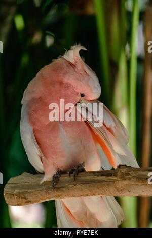 Major Mitchell cockatoo Papagei sitzen auf der Verzweigung vor grünen Palmen Stockfoto