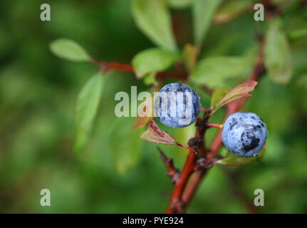 Prunus spinosa oder Schlehe im Garten outdoor Stockfoto