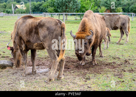 Europäische Bisons an der Fota Wildlife Park in der Nähe von Cobh, County Cork, Republik von Irland Stockfoto