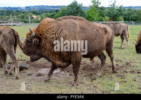 Große stier Europäische Bisons an der Fota Wildlife Park in der Nähe von Cobh, County Cork, Republik von Irland Stockfoto