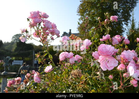 Rosen und einem dekorativen Springbrunnen und Teich an NT-run Emmetts Garden, Kent. Herbst 2017 Stockfoto