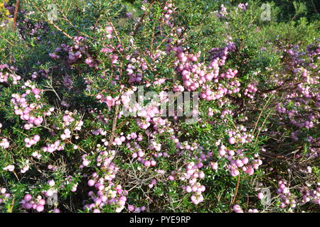 Beeren eines Pflanze Chile an Emmetts Garden, Ide Hill, Kent, England. Strauch wird aufgerufen, gaultheria Mucronata Stockfoto