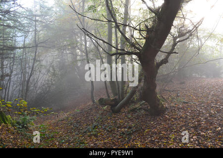 Nebel oder Dunst bei IDE-Hill und Scord's Wood, Kent, England, UK, im November. Die NT-Woods sind in einer von Kent's höchste Punkte. Stockfoto