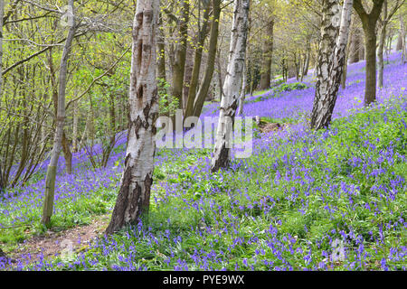 Bluebells an Emmetts Garden, Ide Hill in der Nähe von Sevenoaks, Kent. Die NT-Gärten sind berühmt für Bluebell zeigt in Scord der Wald, auf die greensand Weg Stockfoto