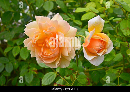 In der Nähe von Rosa Mitgefühl in einem Blumengarten Stockfoto
