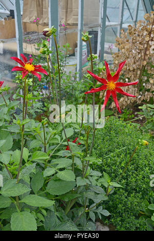 Nahaufnahme der Dahlie 'Honka Überraschung' in einer Blume Grenze Stockfoto