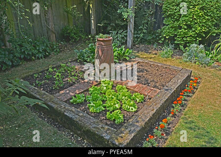 Eine kleine gepflanzt geschlossenen Gemüsegarten Stockfoto