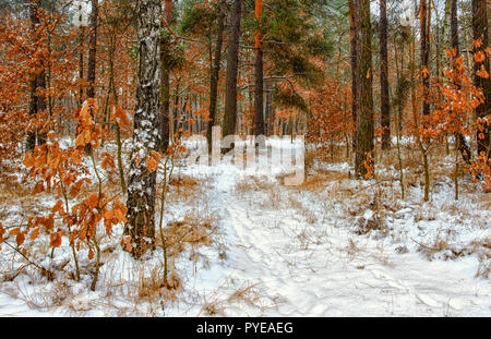 Spaziergang im Wald. Der erste Schnee. Herbst Farben. Kalt. Stockfoto