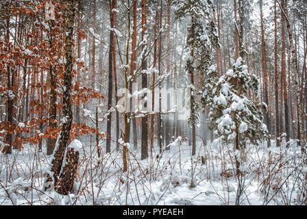 Spaziergang im Wald. Der erste Schnee. Herbst Farben. Kalt. Stockfoto