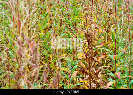 Rosebay Willowherb (epilobium, Chamaenerion oder Chamerion angustifolium), eine Zusammenfassung der Pflanzen, nachdem sie im Herbst Samen gegangen sind. Stockfoto