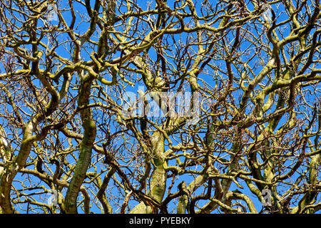 Ein abstraktes Bild von verschlungenen Zweige schoß in der warmen Frühlingssonne. Meist Bergahorn (Acer pseudoplatanus). Stockfoto