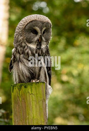 UK, Sherwood Forrest, Nottinghamshire Greifvögel Ereignis - Oktober 2018: Bartkauz in Gefangenschaft. Der Bartkauz ist wie die Welt dokumentiert' Stockfoto