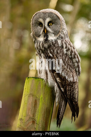 UK, Sherwood Forrest, Nottinghamshire Greifvögel Ereignis - Oktober 2018: Bartkauz in Gefangenschaft. Der Bartkauz ist wie die Welt dokumentiert' Stockfoto